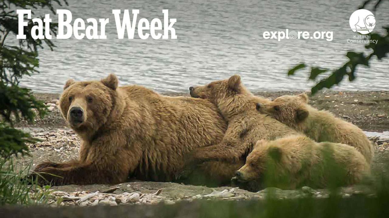 Fat Bear Week BBC America