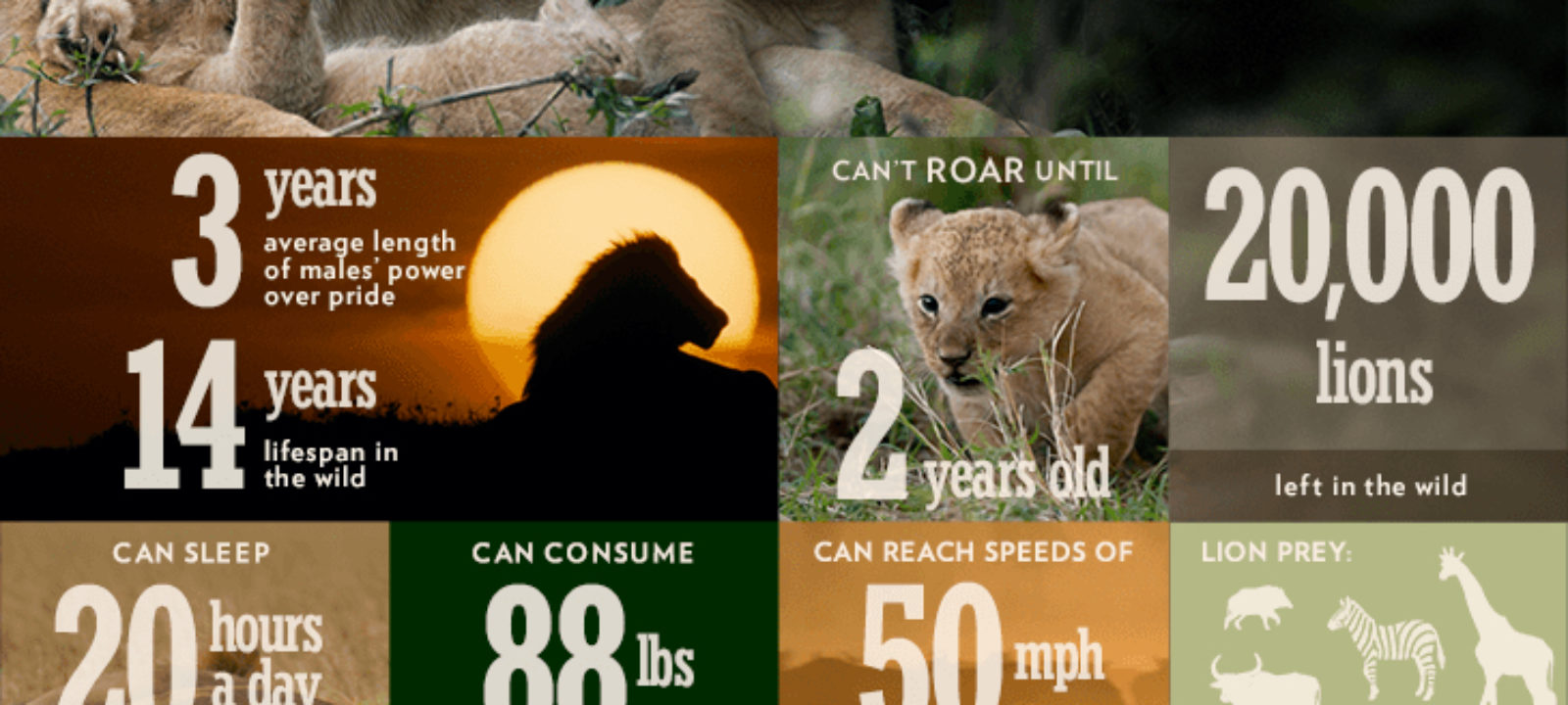 Dynasties_infographic_lion