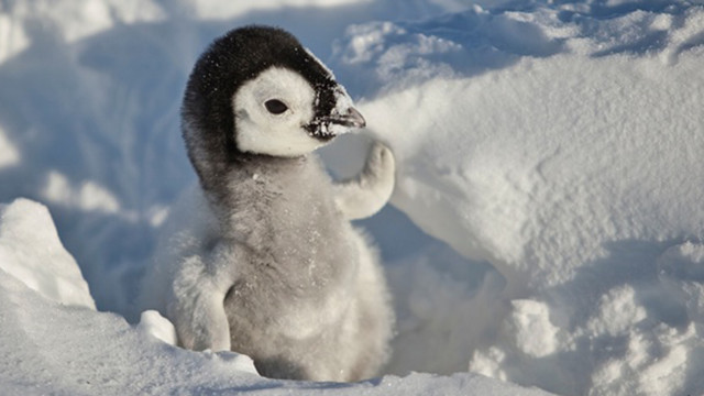 SnowChick