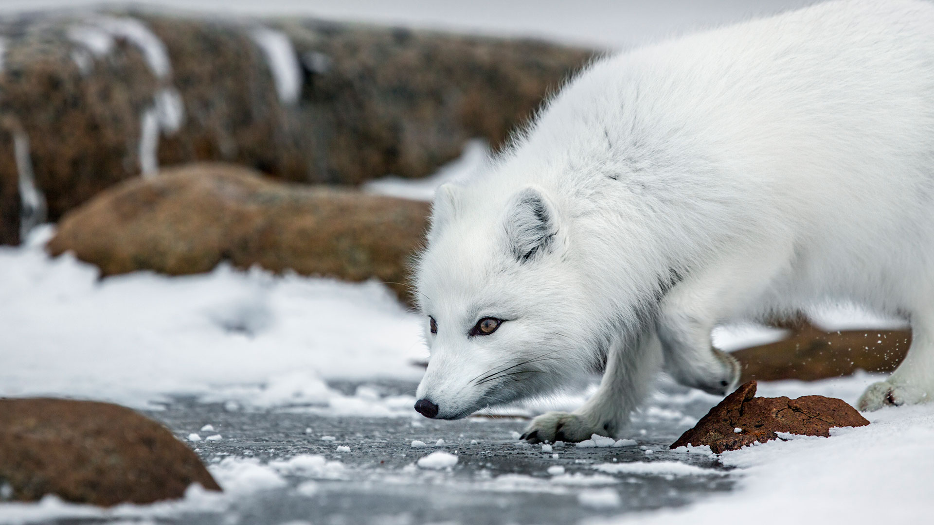 Arctic Animals Quiz | BBC America