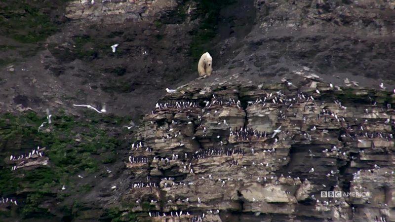The_Hunt_S1_Social_Clip_102_Polar_Bear_YouTube_Preset_1920x1080_719583811895