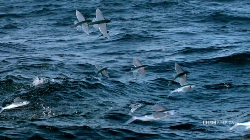 The_Hunt_S1_Social_Clip_104_Flying_Fish_YouTube_Preset_1920x1080_727830083862