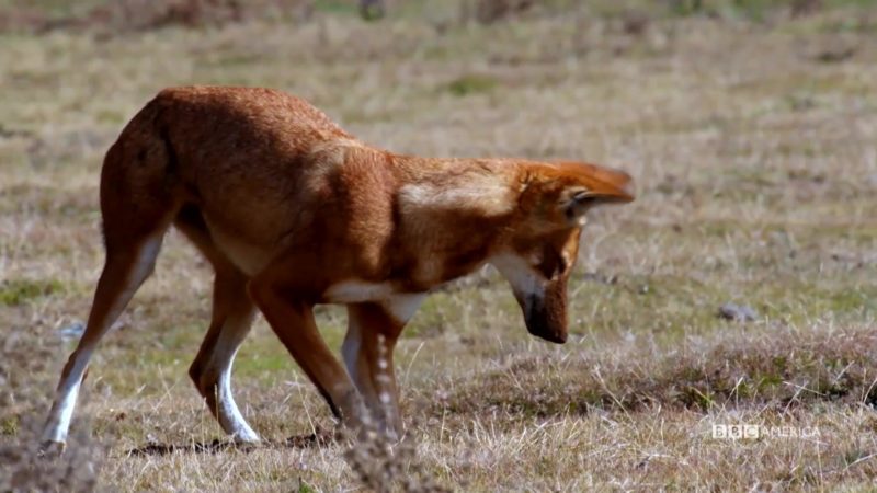 The_Hunt_S1_Social_Clip_105_Ethiopian_Wolves_YouTube_Preset_1920x1080_733417027808