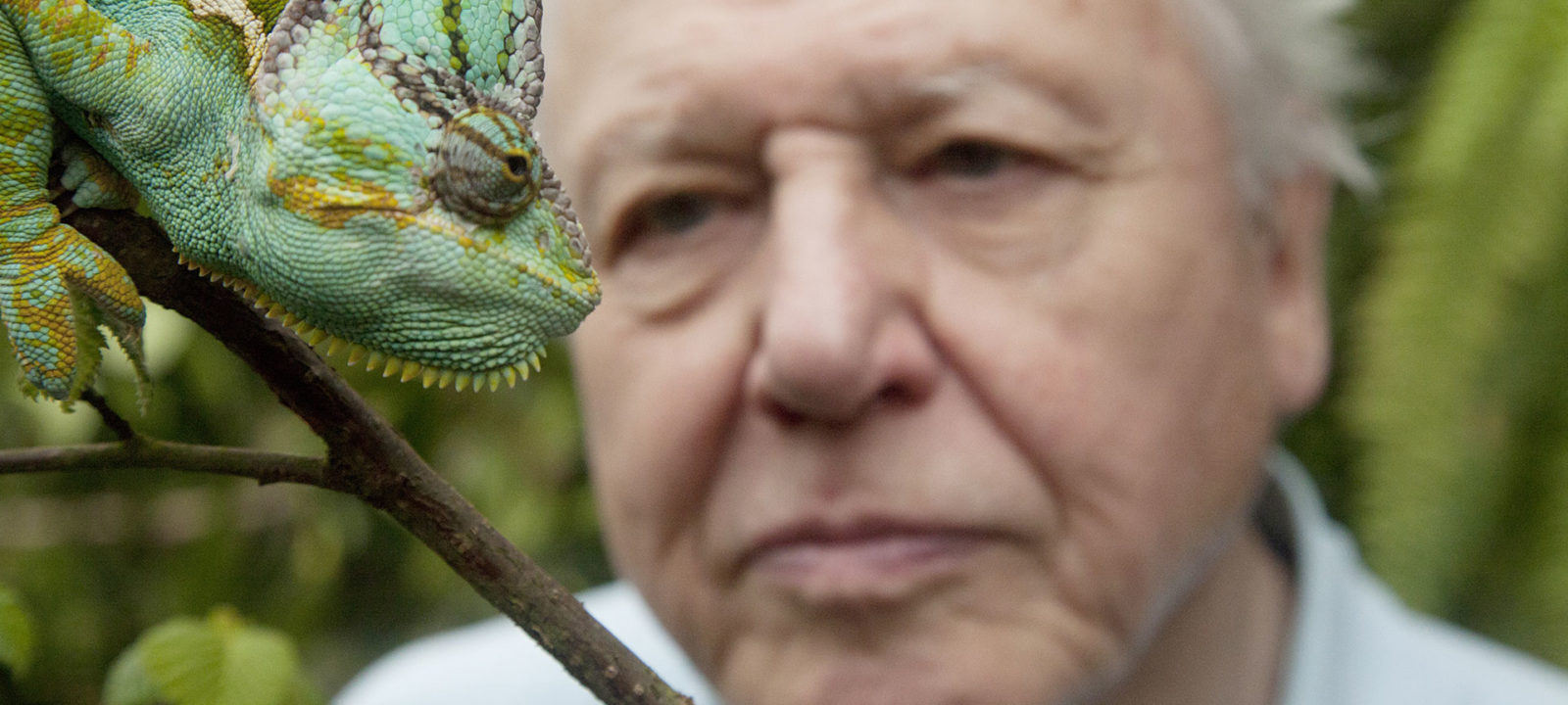 David Attenborough’s Natural Curiosities | BBC America