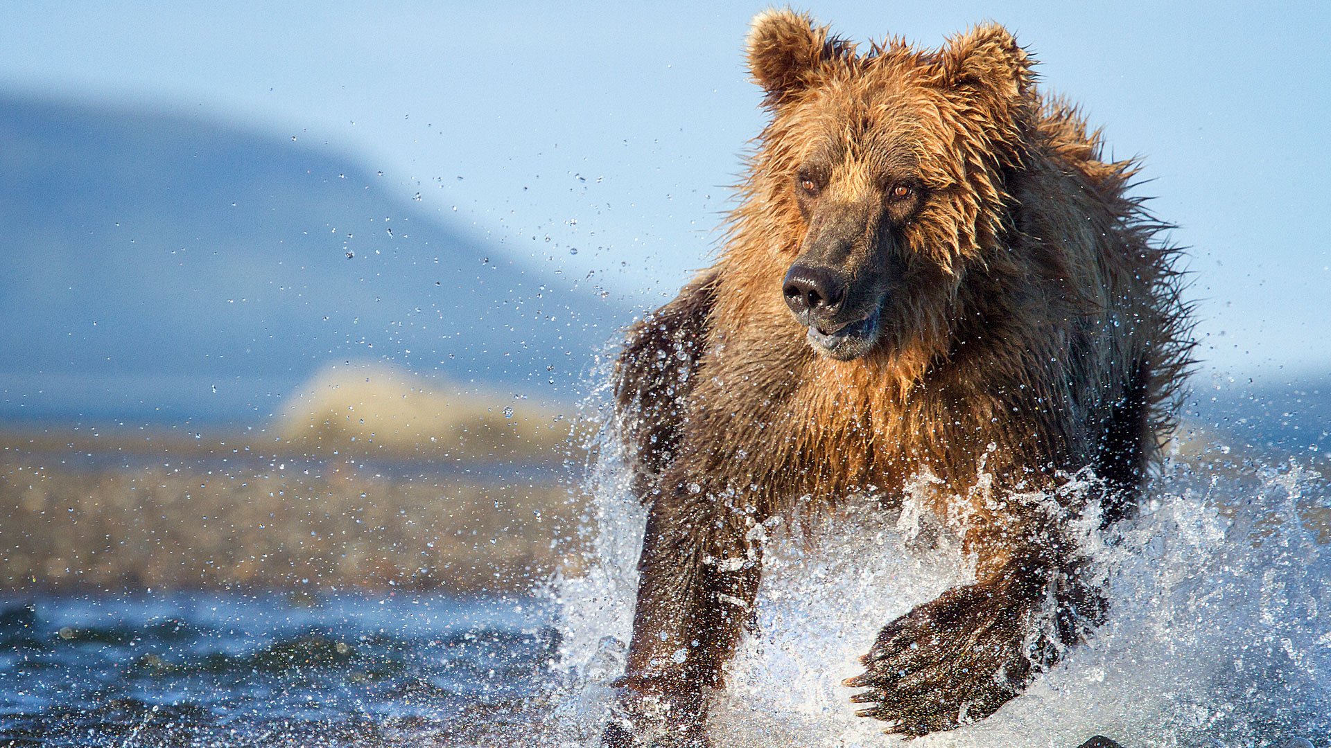 Coastal Animals Quiz | BBC America