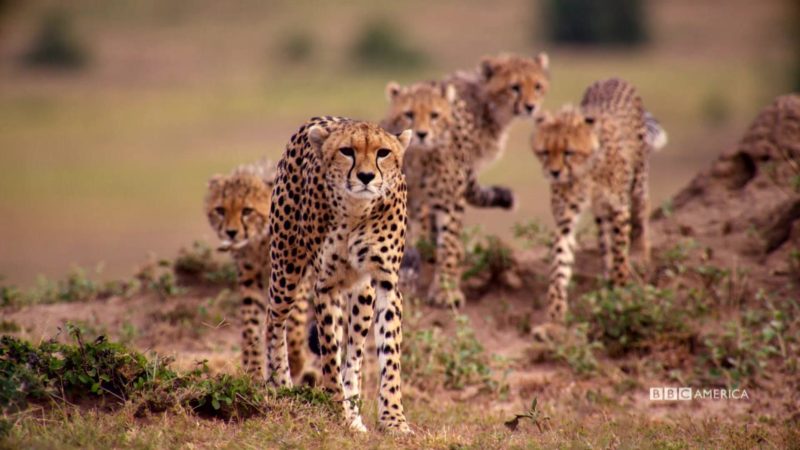 The_Hunt_Closer_Look_Ep5_Cheetah_YouTube_Preset_15000_Volume_Level_300_1920x1080_734765635535