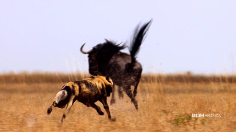 The_Hunt_S1_Closer_Look_Land_Rover_Wild_Dogs_30_YouTube_Preset_AL300_1920x1080_742305347804