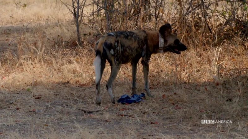 The_Hunt_S1_Social_Clip_107_Wild_Dogs_YouTube_Preset_1920x1080_742305859620
