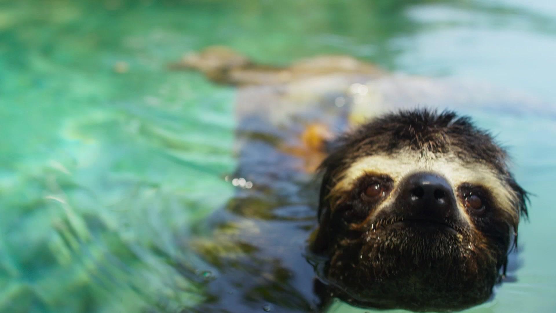 lovesick-pygmy-sloth-planet-earth-ii-bbc-america