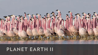 BBCA_PlanetEarthII_320x180