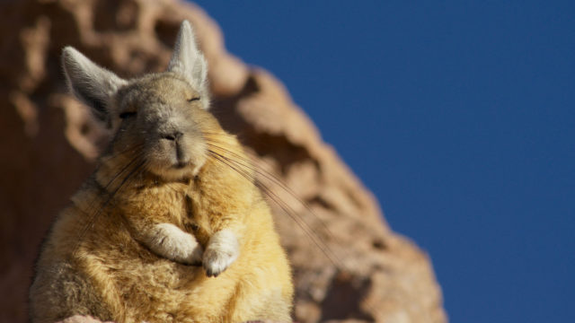 PLANET EARTH II_ Mountains*EMBARGOED UNTIL 00.01 NOVEMBER 8 2016*