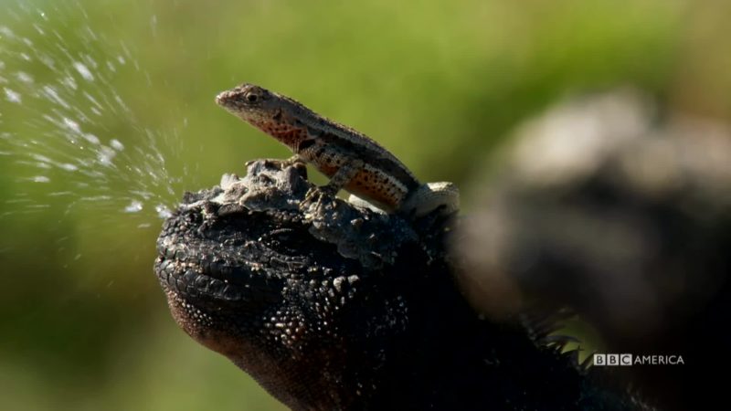 Planet_Earth_II_Character_Spot_201_Islands_Lizards_All_New_Saturdays_YouTubePreset_879852611620_mp4_video_1920x1080_5000000_primary_audio_7_1920x1080_879858243519