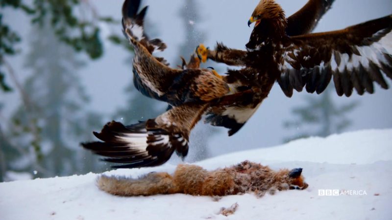 Sneak Peek Golden Eagles In The Alps Planet Earth Ii