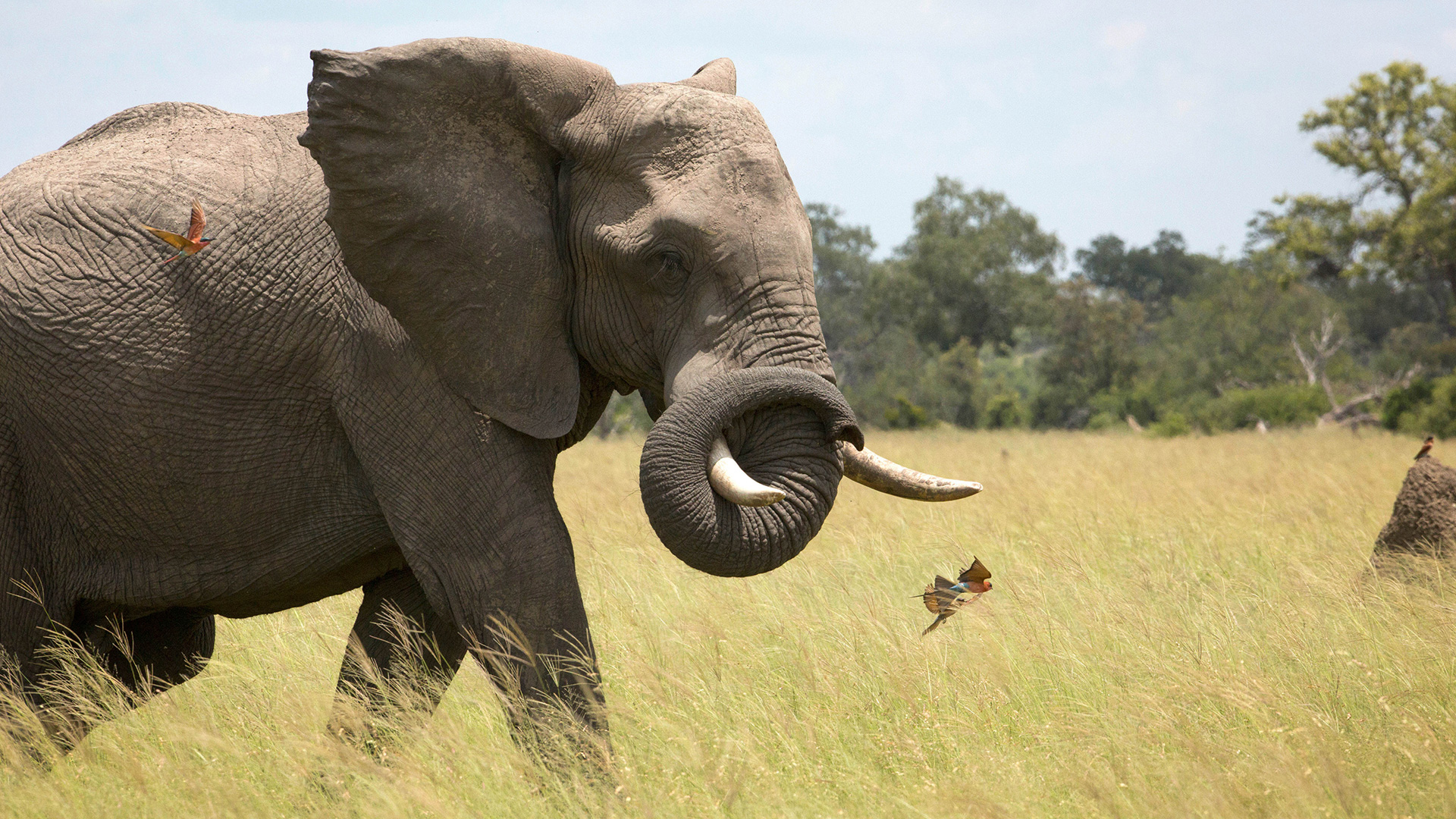 grasslands-planet-earth-ii-bbc-america