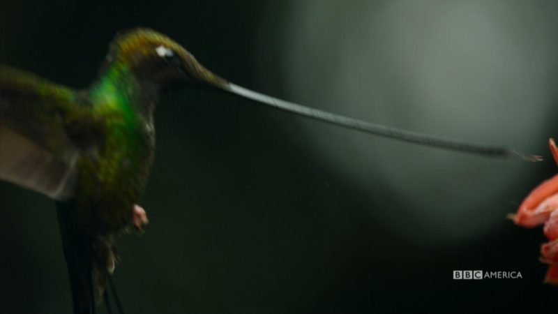 Planet_Earth_II_Character_Spot_203_Jungle_Hummingbirds_15_All_New_Saturdays_YouTubePreset_1920x1080_888576579976