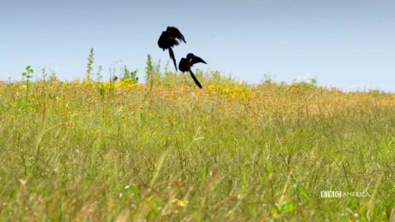 Behind The Scenes Peregrine Falcons In Nyc Planet Earth