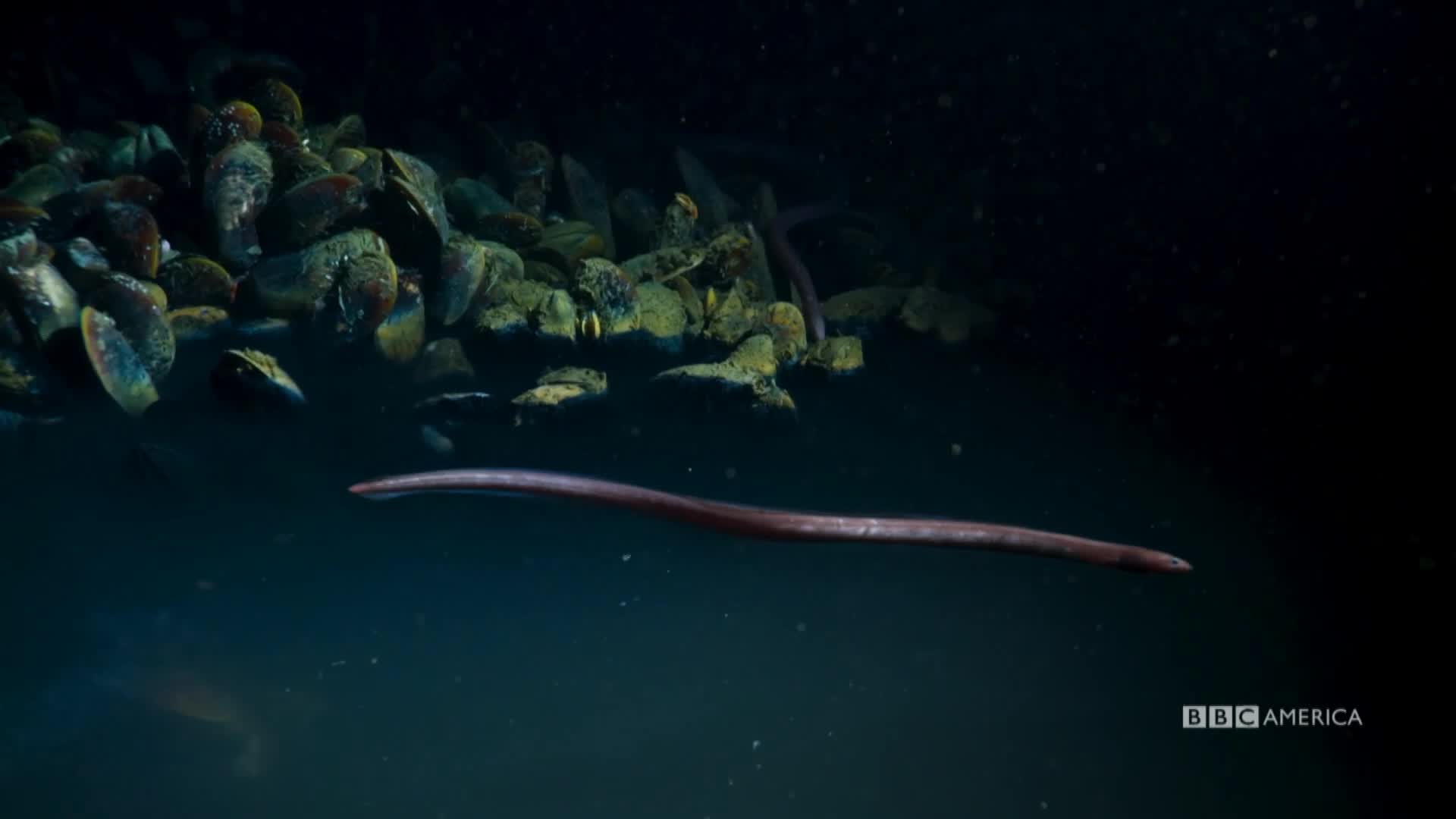 blue planet deep sea brine sea blue planet deep sea brine sea