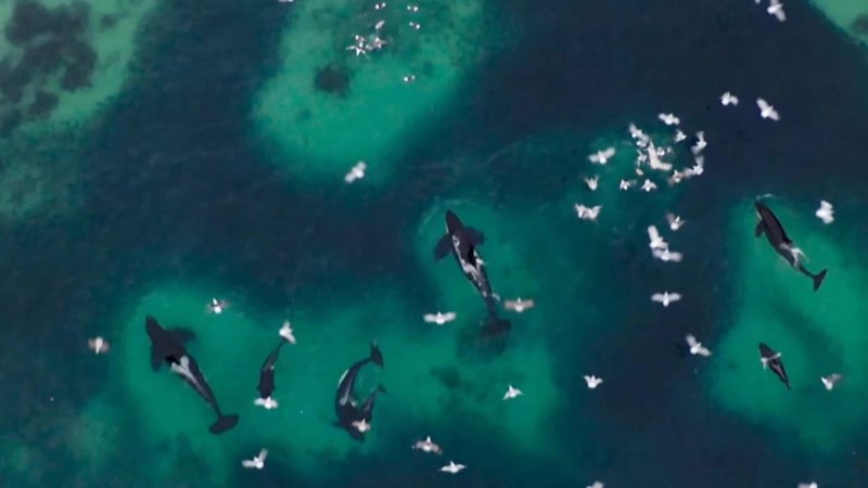 Blue_Planet_II_E01_Orcas_AN_Saturdays_YouTube_Preset_1920x1080_1143666243878