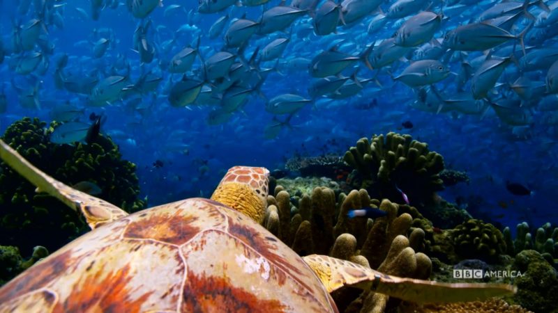 Blue Planet Coral Seas Worksheet Answers Nidecmege