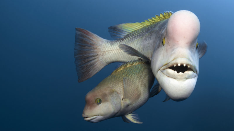 blue planet deep sea feminism fish