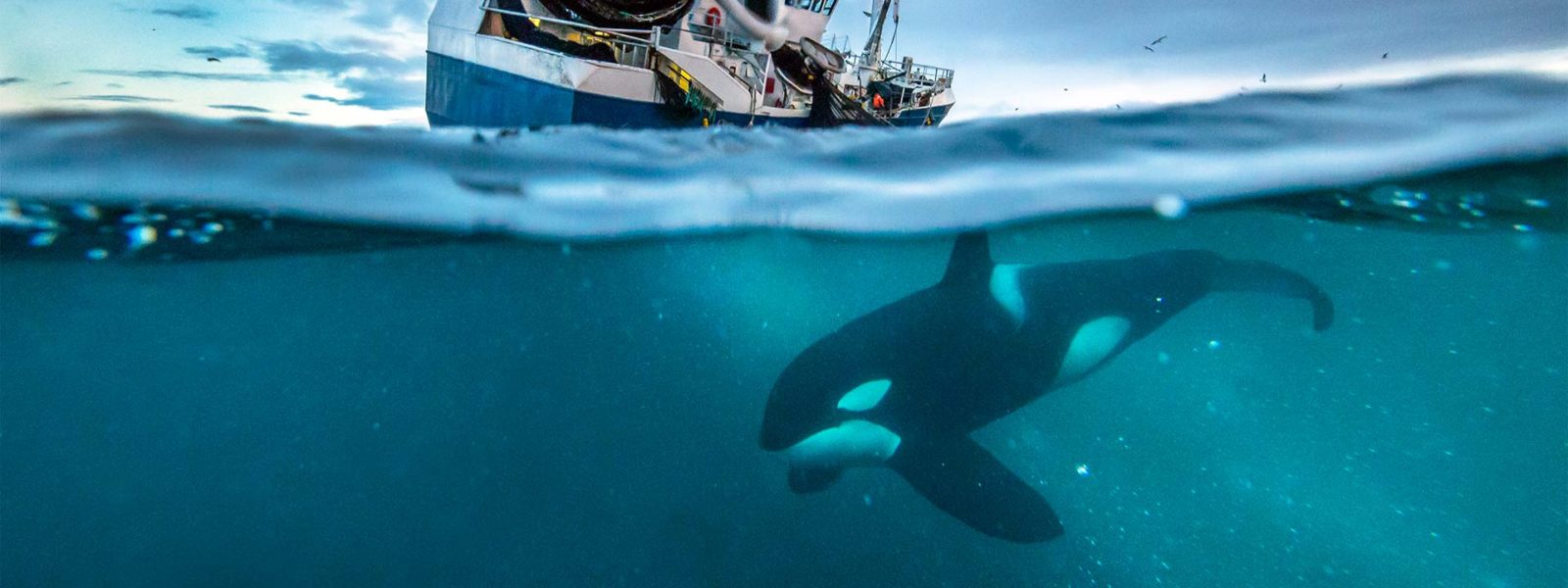 blue planet ii season 2 episode 5 blue planet ii season 2 episode 5