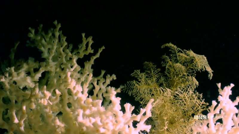 BluePlanet_II_E3_BTS_Coral_60_YouTubePreset_001_1920x1080_1148574787594
