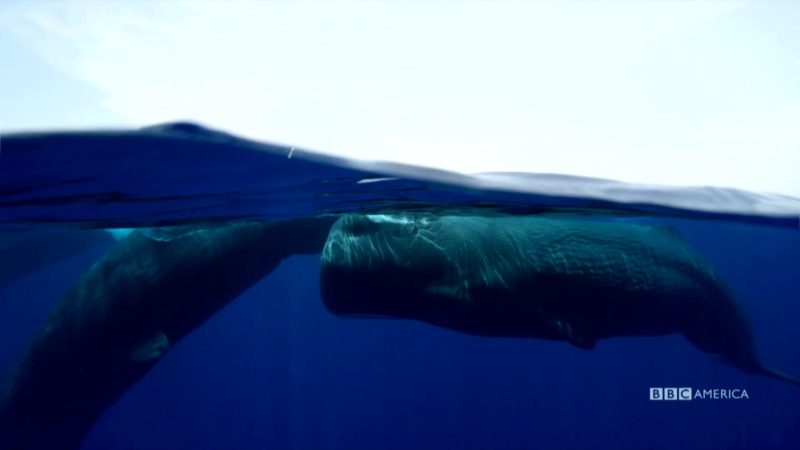 BluePlanet_II_E4_BTS_SplitLevelCamera_60_YouTubePreset_001_1920x1080_1157815875653
