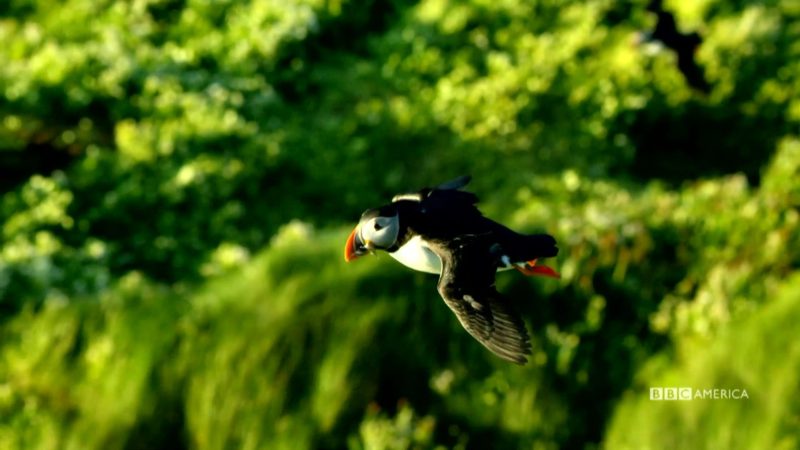 BluePlanet_II_E5_BTS_Seabird_60_YouTubePreset_001_1920x1080_1162601539627