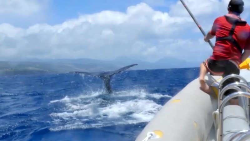 Blue_Planet_II_E04_Camera_On_Sperm_Whale_All_New_Saturdays_YouTube_Preset_1920x1080_1160595011967