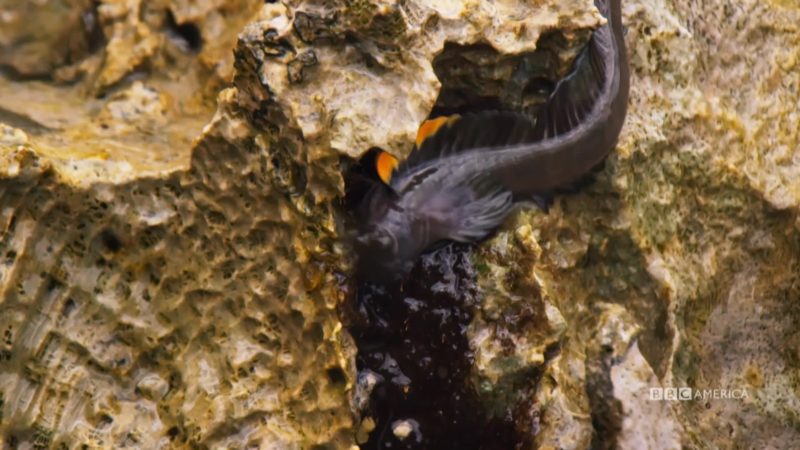 Blue_Planet_II_E06_Blennies_AN_Saturdays_YouTube_Preset_1168721475732_mp4_video_1920x1080_5000000_primary_audio_7_1920x1080_1168725571773