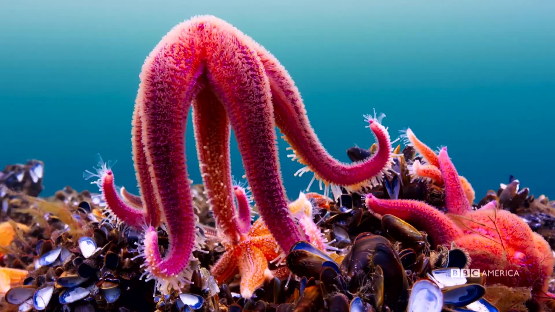 Sneak Peek: Majestic Starfish | Planet Earth: Blue Planet ...
