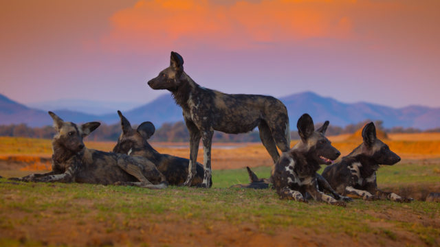 Dynasties-wolves-1920×1080