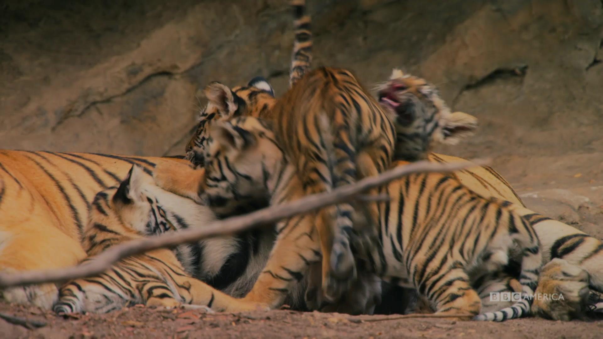 Dynasties Videos Trailers Recaps Previews Behind The Scenes Bbc America