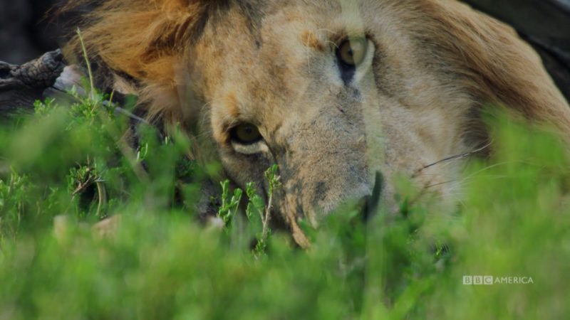 Dynasties_S01_What_Happened_Next_LION_16X9_1920x1080_1428553283991
