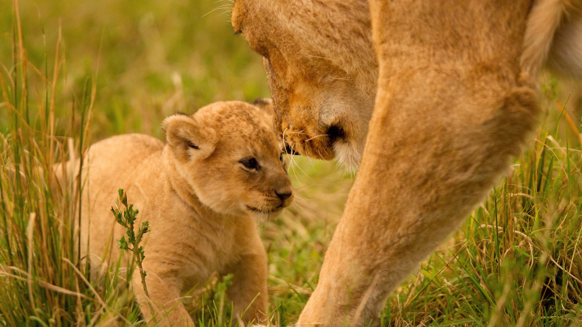 meet-the-leaders-of-david-attenborough-s-dynasties-their-families