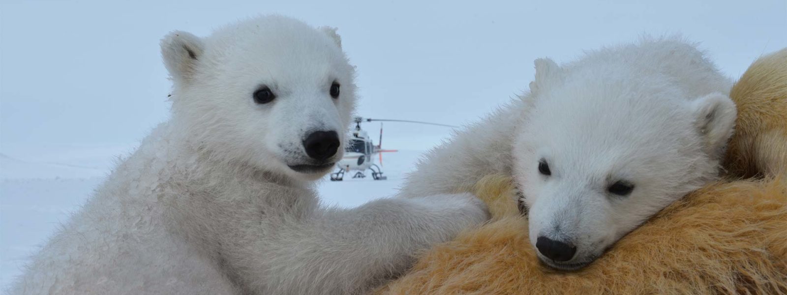 bbc earth polar bear teddy