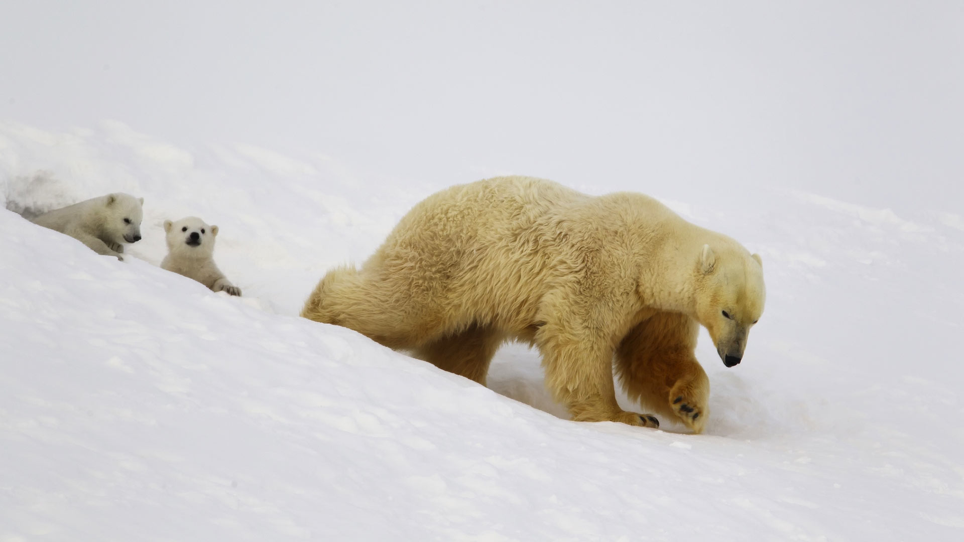 bbc earth polar bear teddy