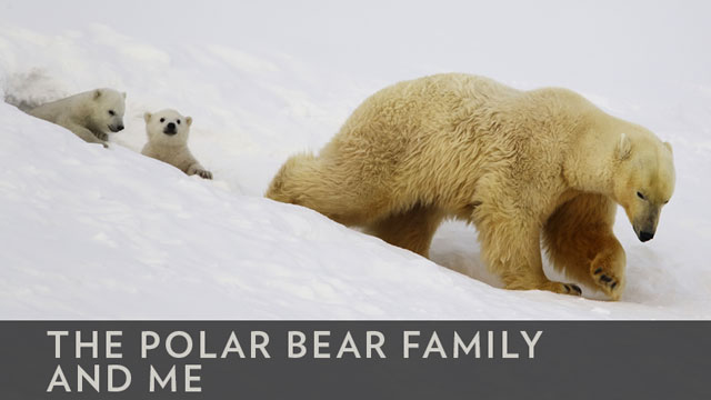 About the Show | The Polar Bear Family and Me | BBC America