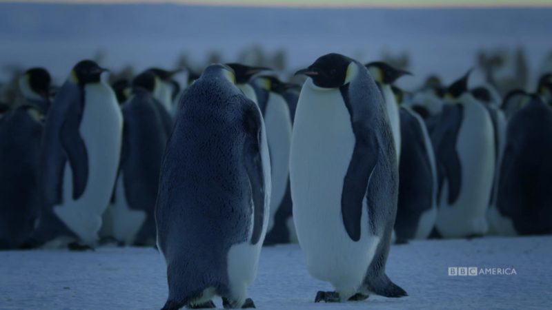 Dynasties_S01_Episodic_105_Penguin_15_New_Ep_Saturday_1920x1080_1438465091526