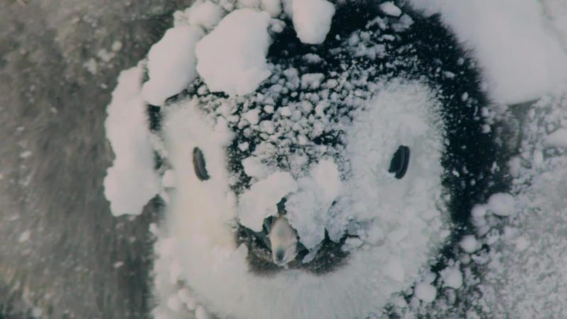 Dynasties_S01_Minisodes_PENGUIN_REV_1920x1080_1438318659518