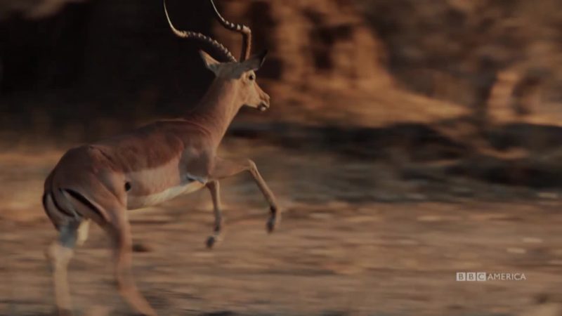 Dynasties_S01_Painted_Wolves_Impala_Hunt_SATURDAY_16x9_1440693827730_mp4_video_1920x1080_5000000_primary_audio_eng_6_1920x1080_1440694339993