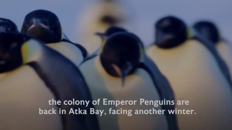 Dynasties_S01_What_Happened_Next_PENGUINS_16x9_1444379715952_mp4_video_1920x1080_5000000_primary_audio_eng_6_1920x1080_1444378691871