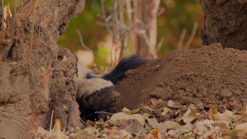 Dynasties_S01_Wolves_Global_CAPTIONS_16x9_1440655939566_mp4_video_1920x1080_5000000_primary_audio_eng_6_1920x1080_1440655427910