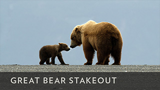 BBCA_GreatBearStakeout_320x180