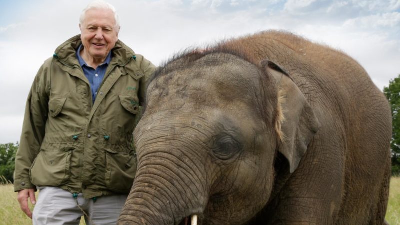 BBCA_AttenboroughElephant_1920x1080