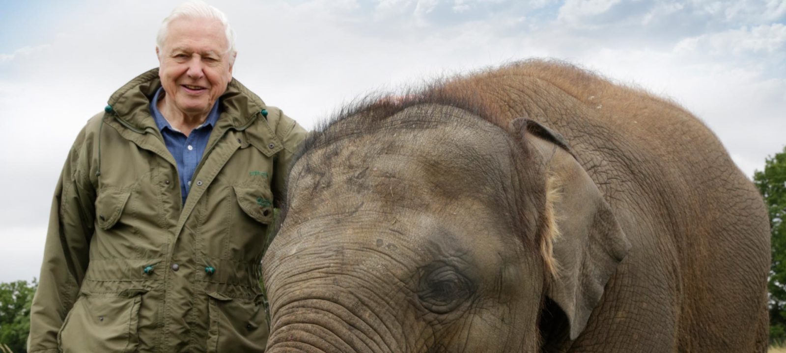 BBCA_AttenboroughElephant_1920x1080
