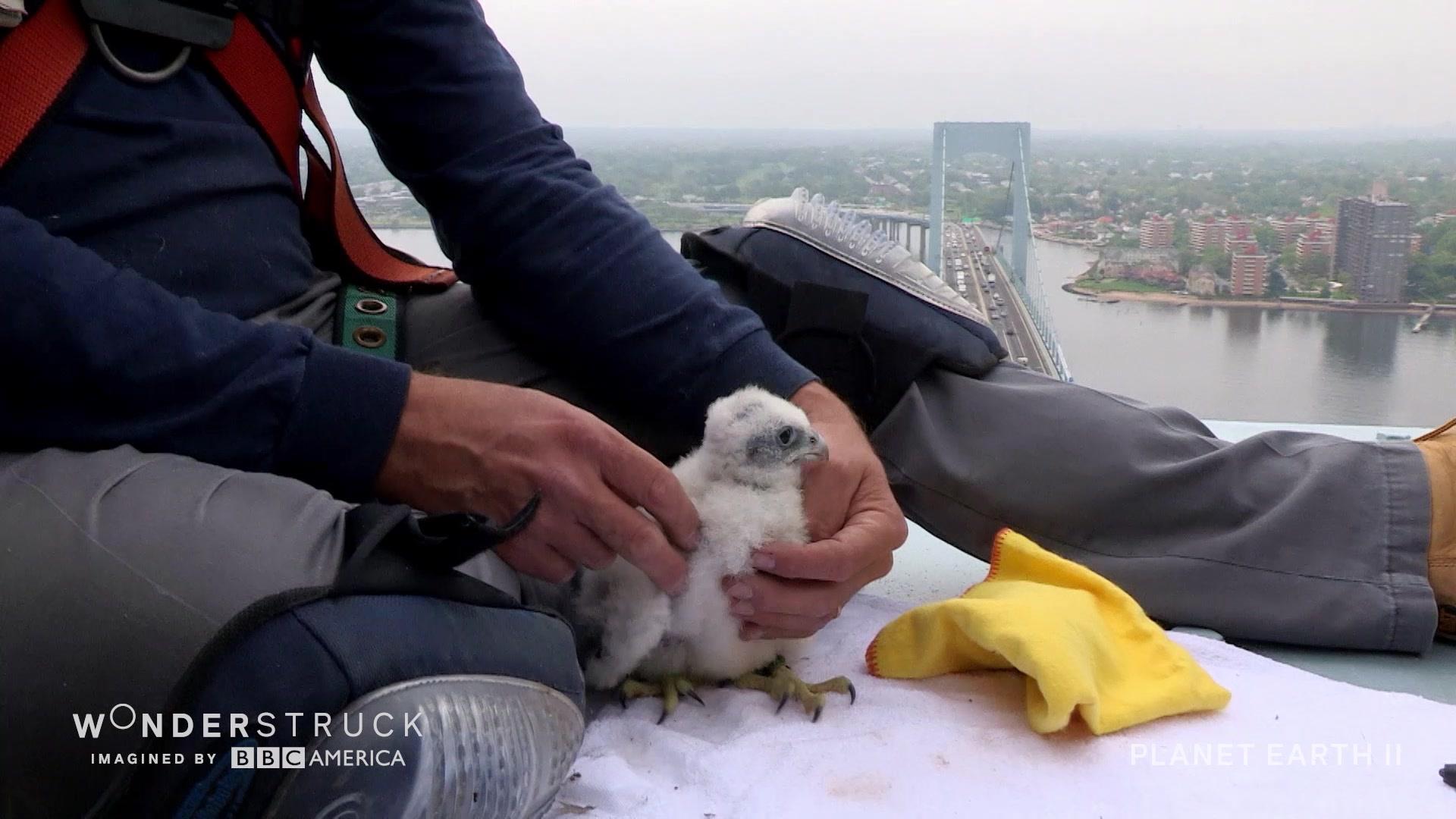 Peregrine Falcon Chicks First Fight Wonderstruck Bbc America