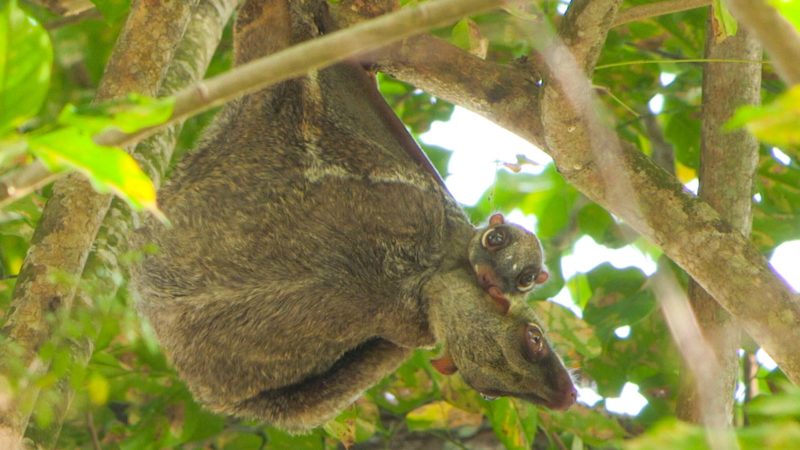 BBCA_WildCitySingapore_101_1920x1080-mpx