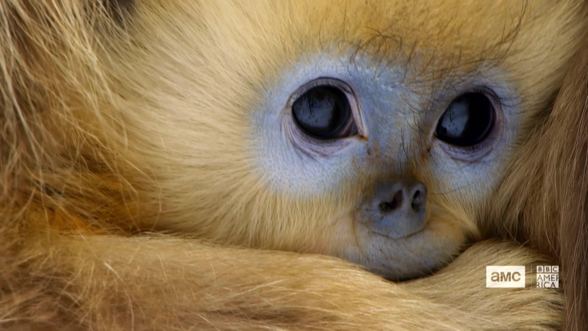 ‘The Best Wildlife Show Ever’ Seven Worlds, One BBC America