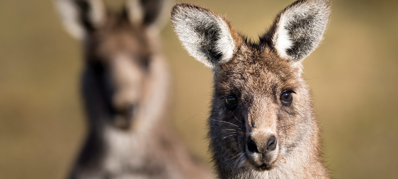 Australia_SWOP_alt